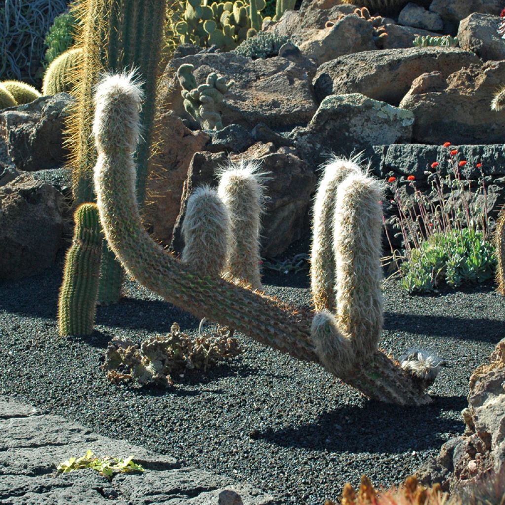 Oreocereus trollii - Old man of the Andes