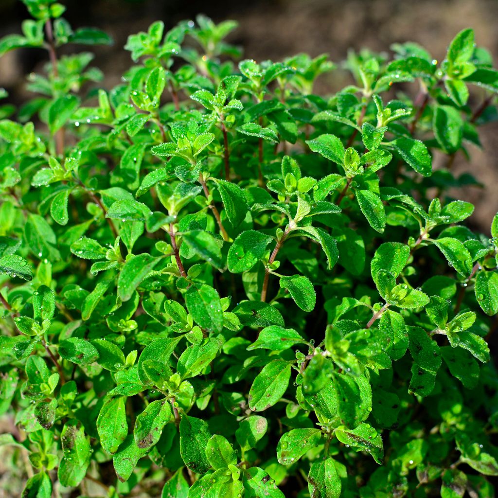 Origanum majorana 