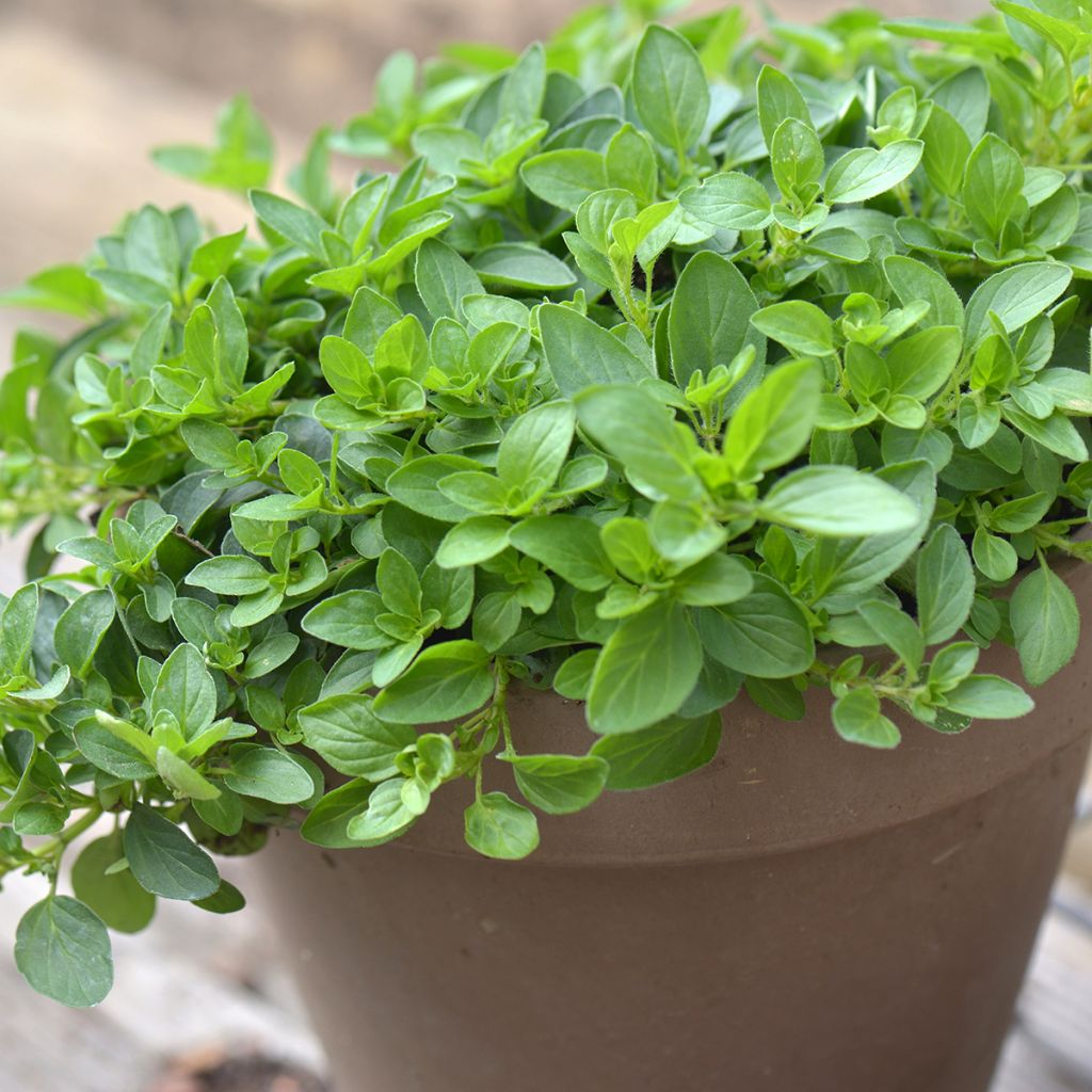 Origanum majorana 