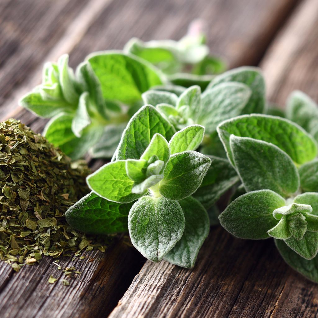Origanum majorana 