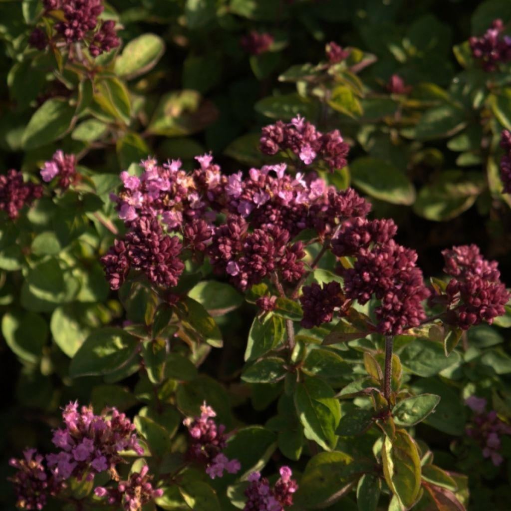 Origanum Rosenkuppel - Oregano
