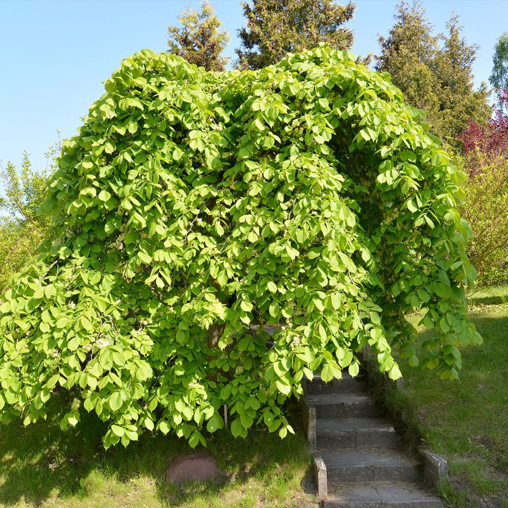 Ulmus glabra Pendula - Elm