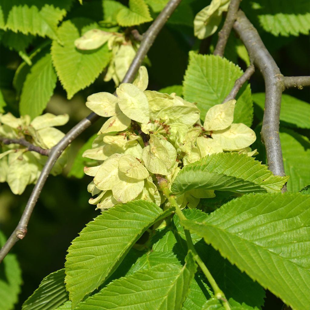 Ulmus glabra Pendula - Elm