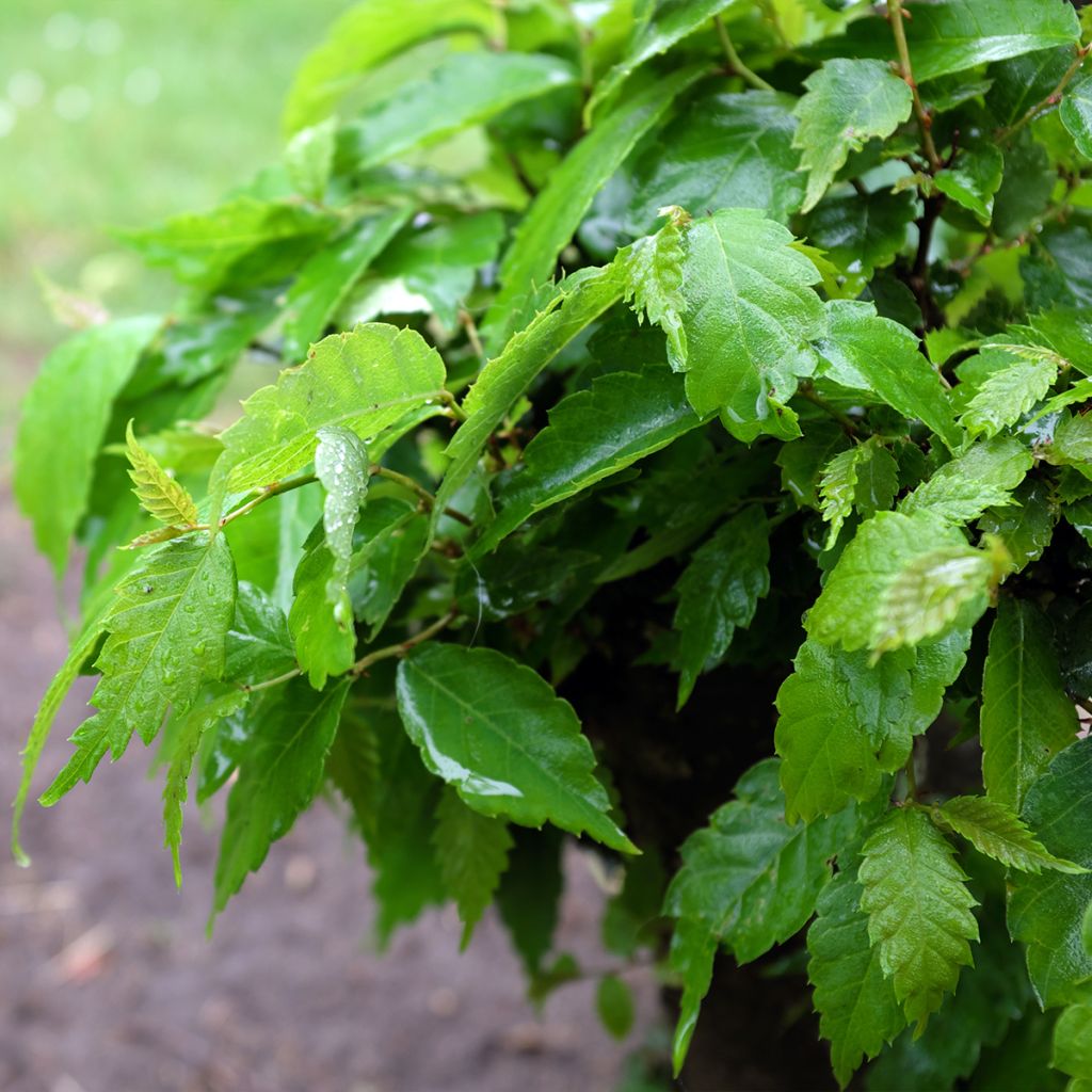 Zelkova serrata Goblin