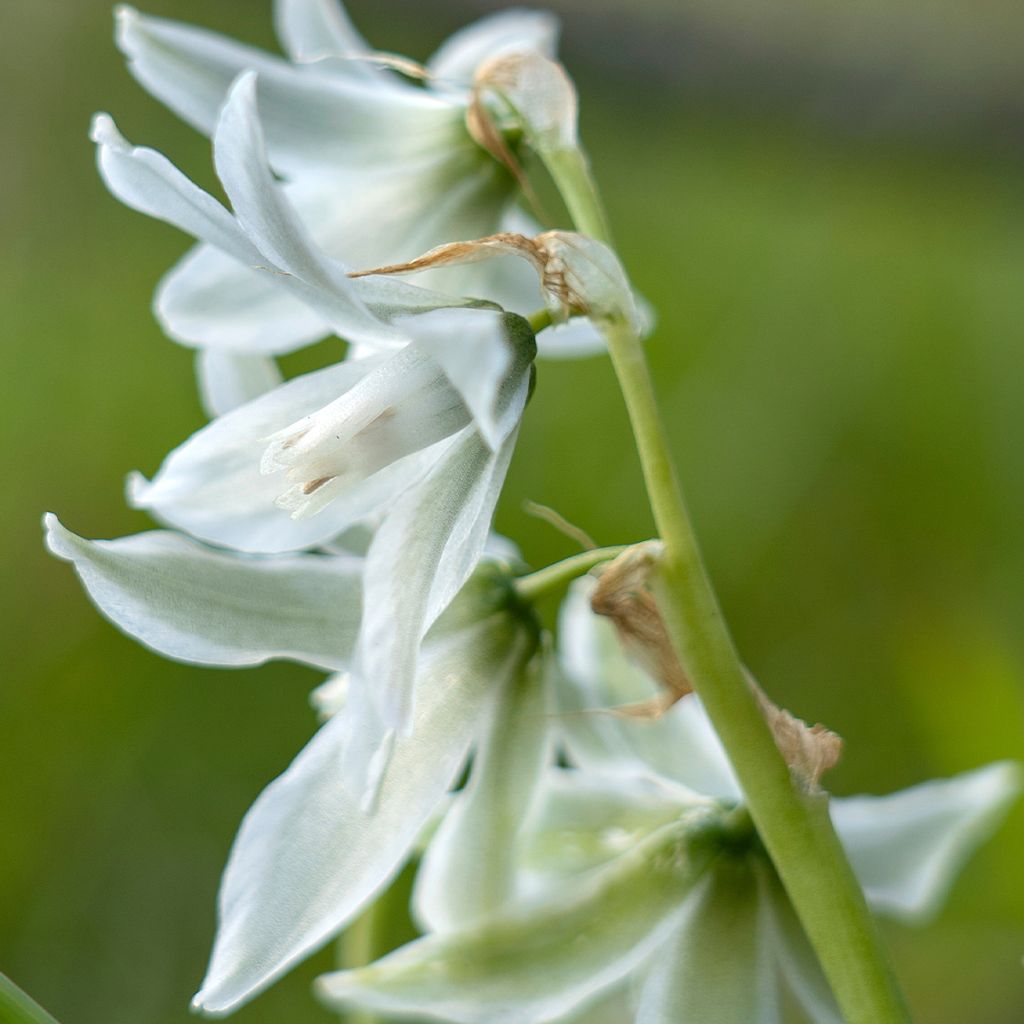 Ornithogalum nutans 