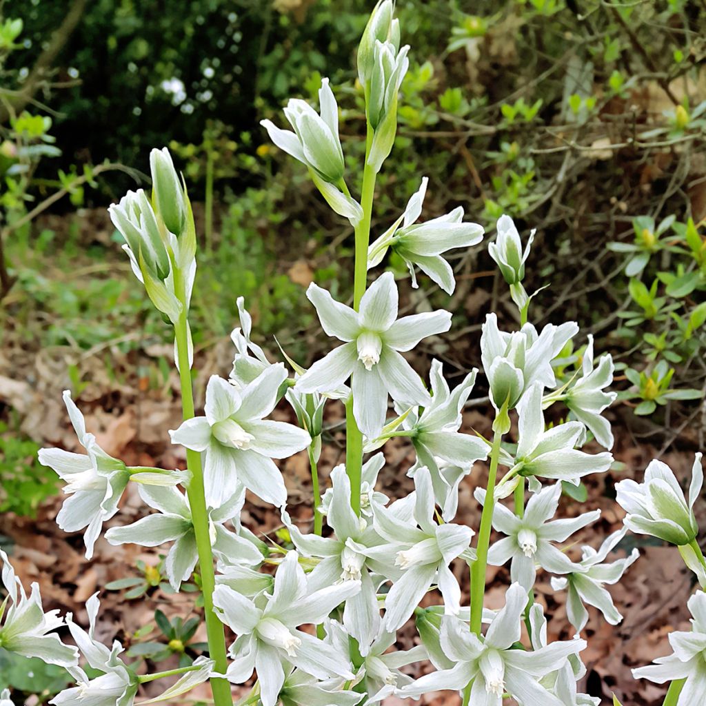 Ornithogalum nutans 