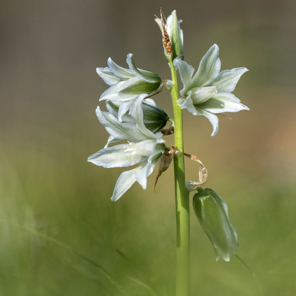 Ornithogalum nutans 