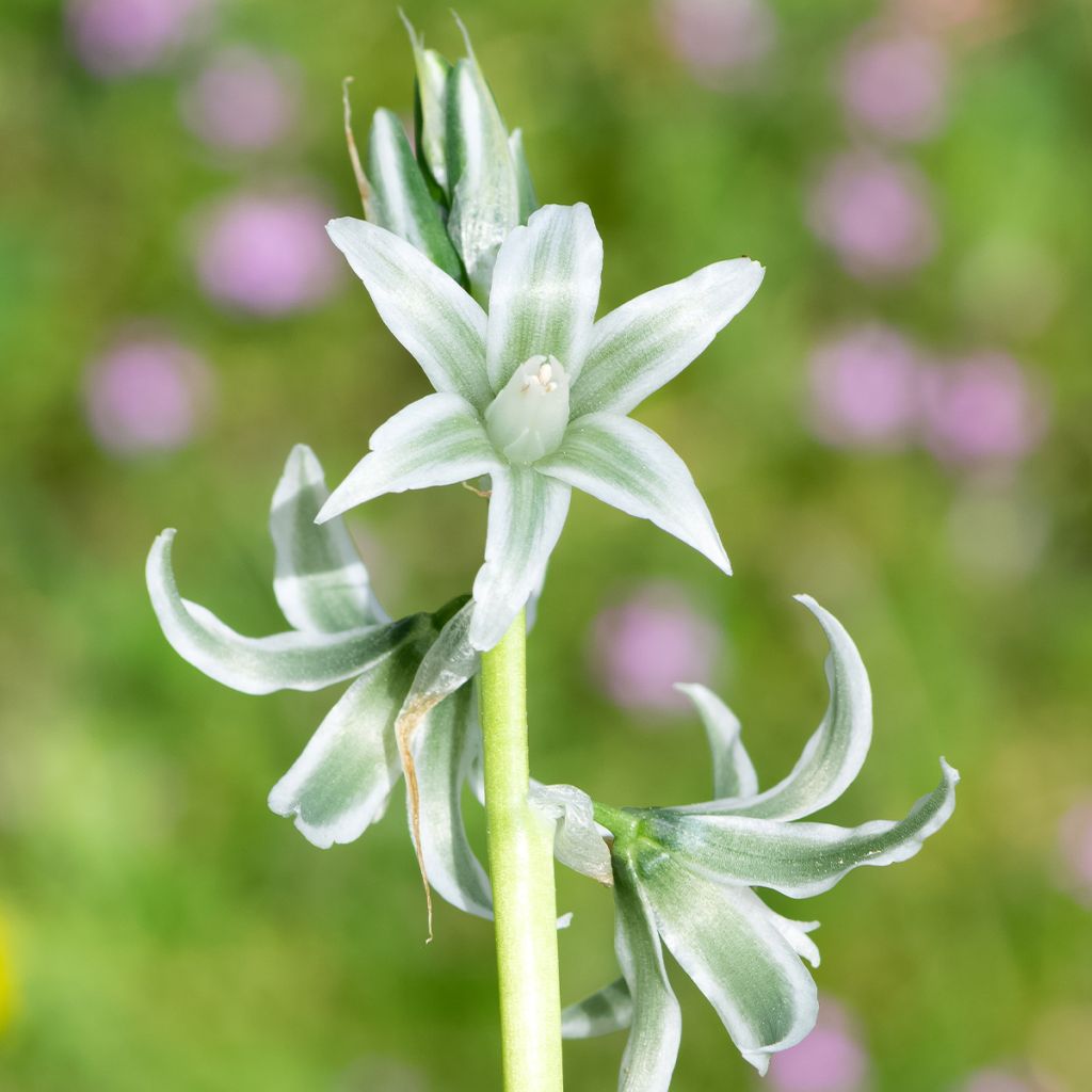 Ornithogalum nutans 