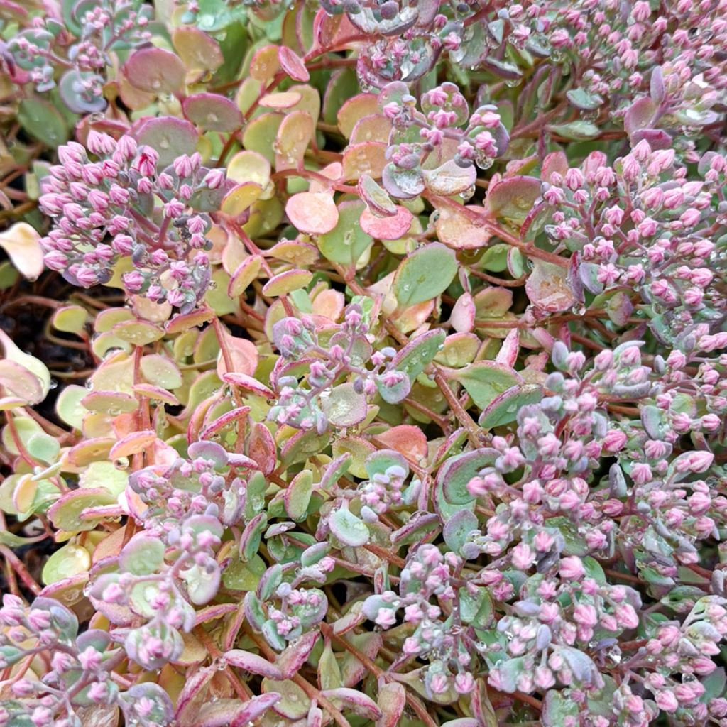 Sedum cauticola Lidakense - Stonecrop