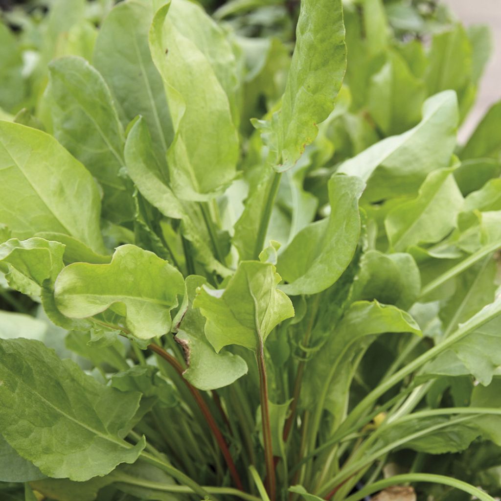 Organic Belleville Broadleaf Sorrel - Rumex acetosa