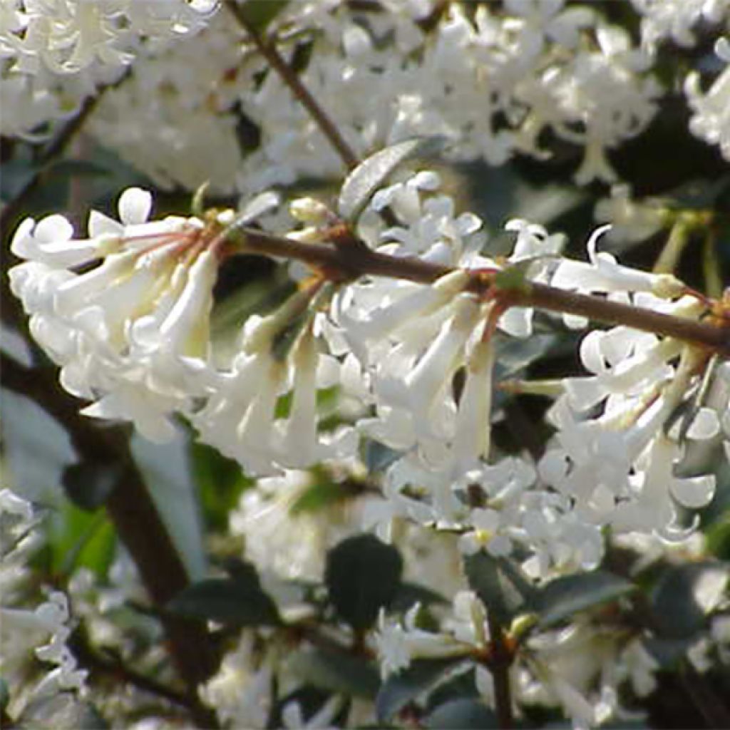 Osmanthus delavayi