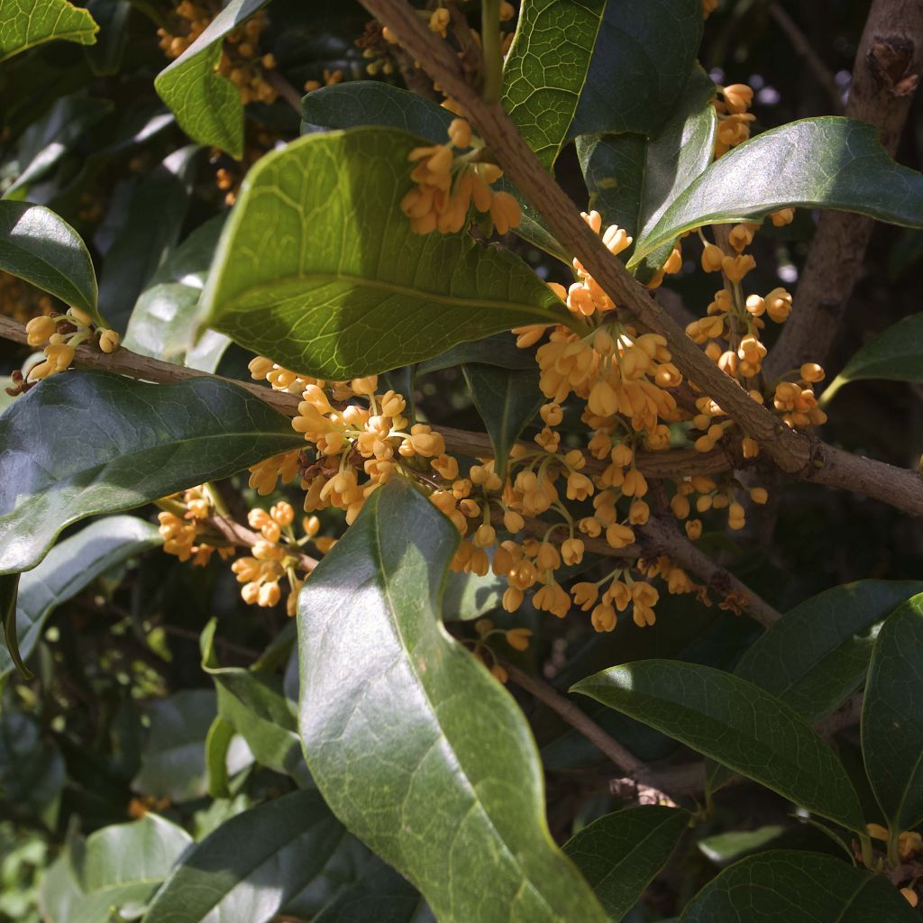 Osmanthus fragrans f. aurantiacus