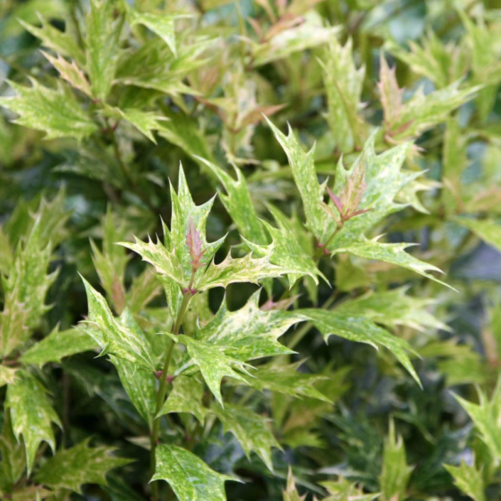 Osmanthus heterophyllus tricolor