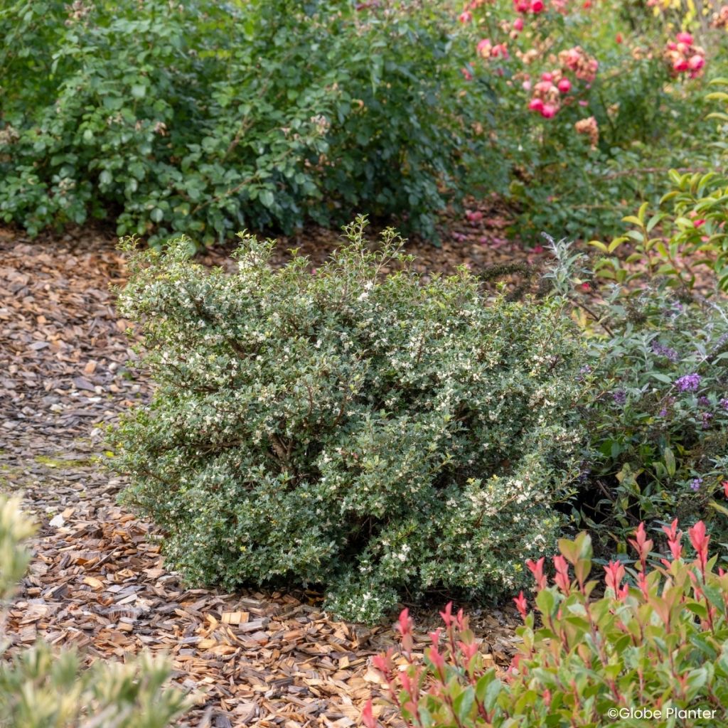 Osmanthus heterophyllus Perfume Party - Holly olive