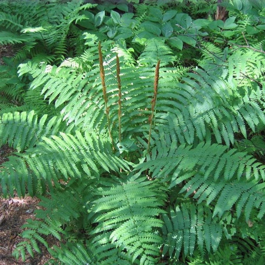 Osmunda cinnamonea - Cinnamon Fern