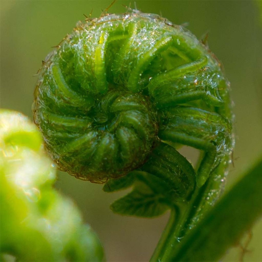 Osmunda japonica - Japanese Royal Fern