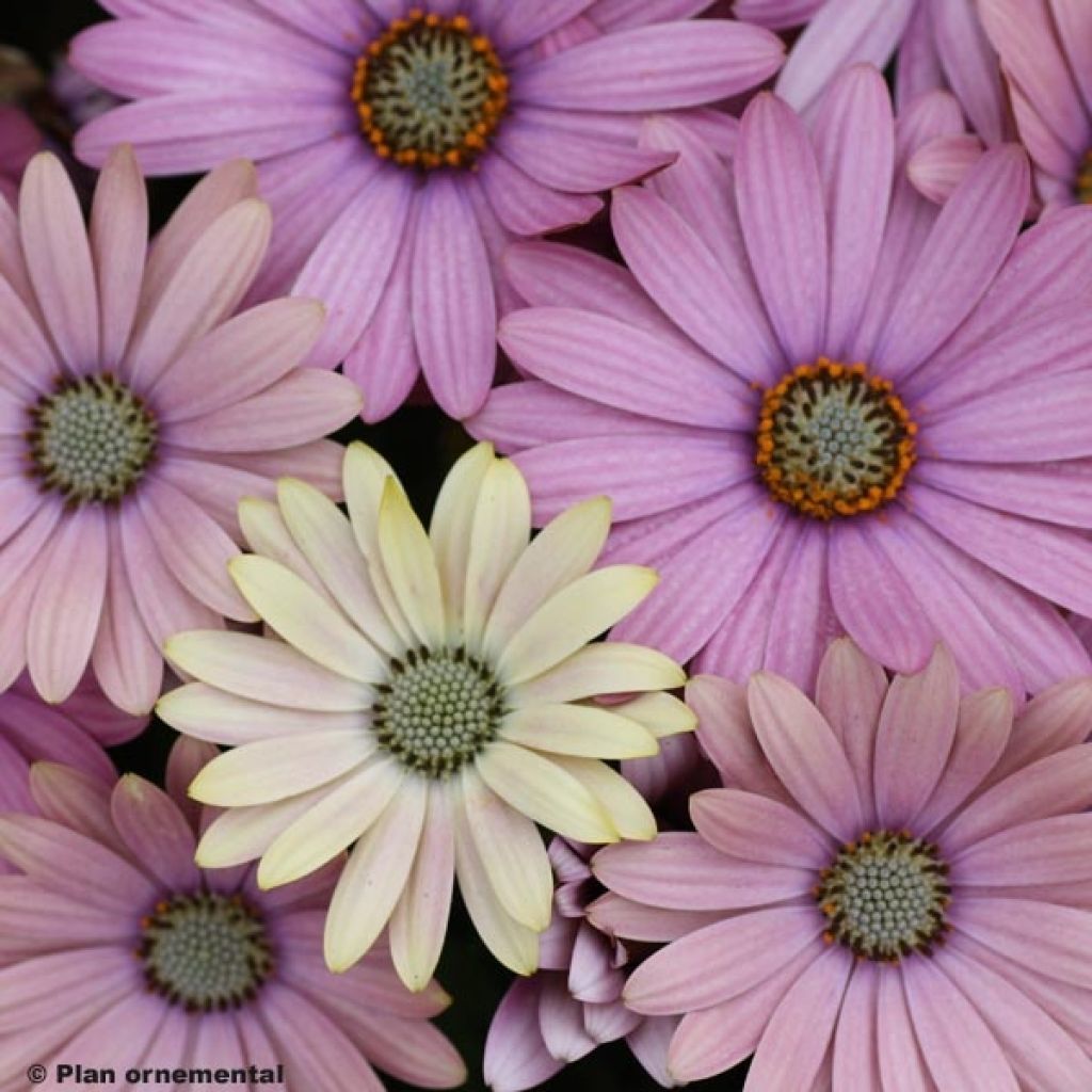 Osteospermum Cape Daisy Spring Bouquet - Cape Daisy