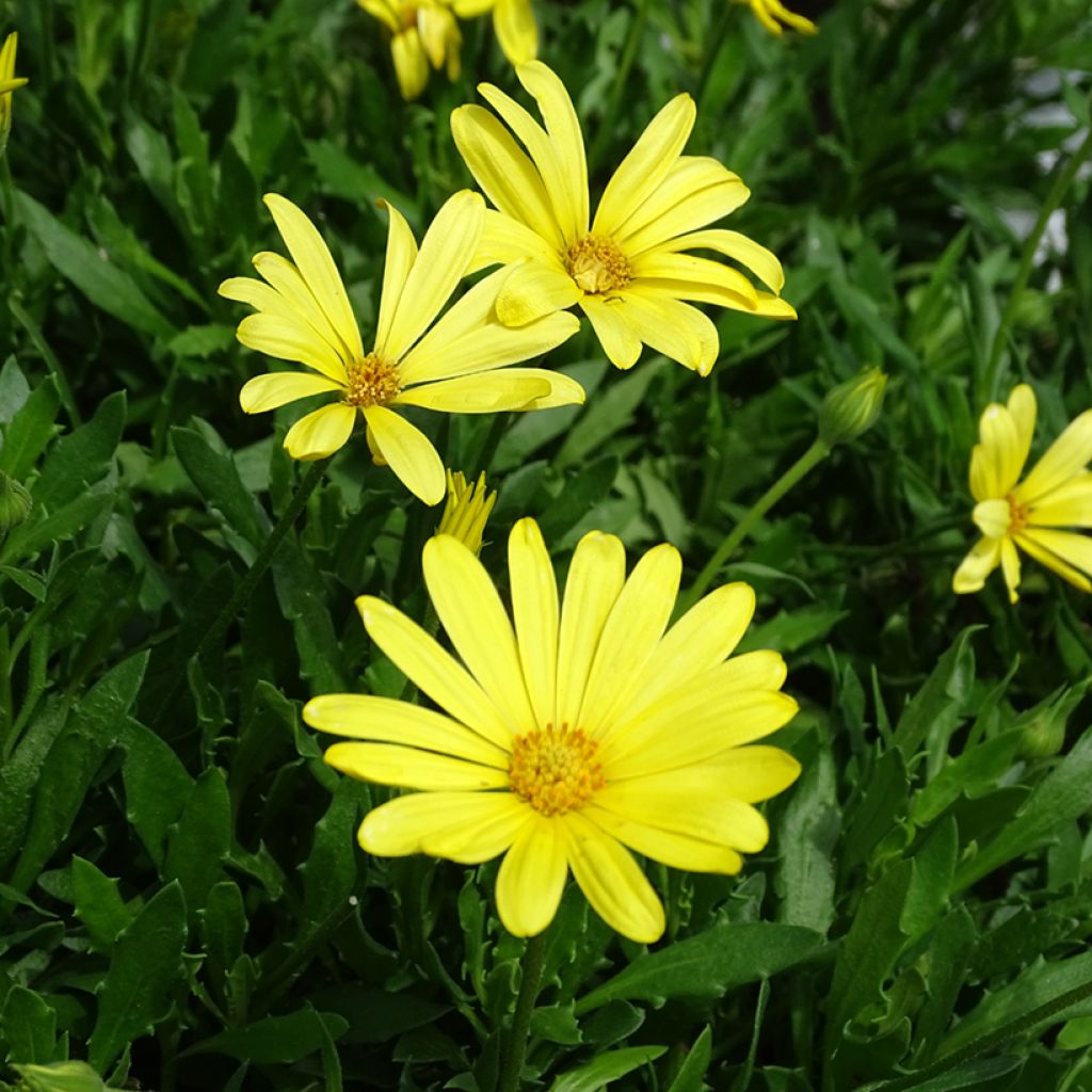 Osteospermum Voltage Yellow - Cape Daisy