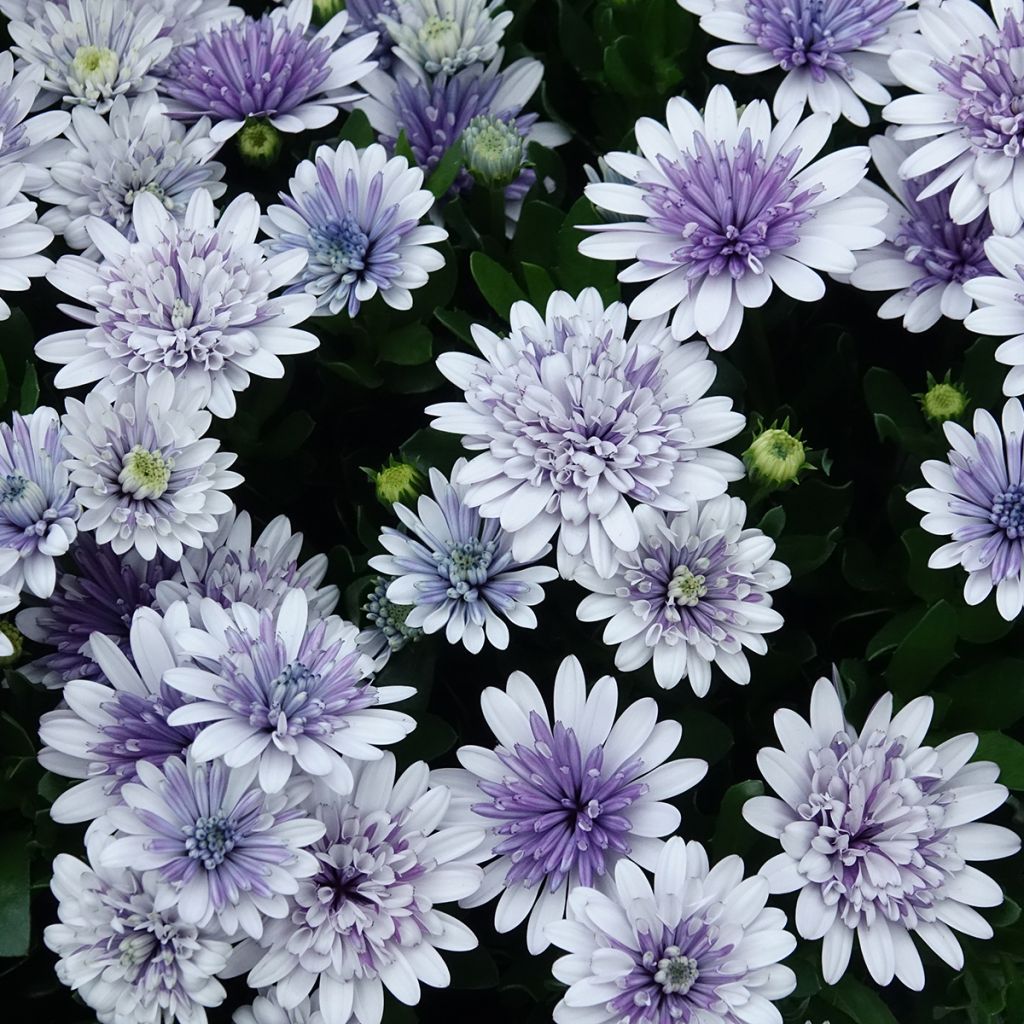 Osteospermum ecklonis 3D Steel Blue - Cape daisy