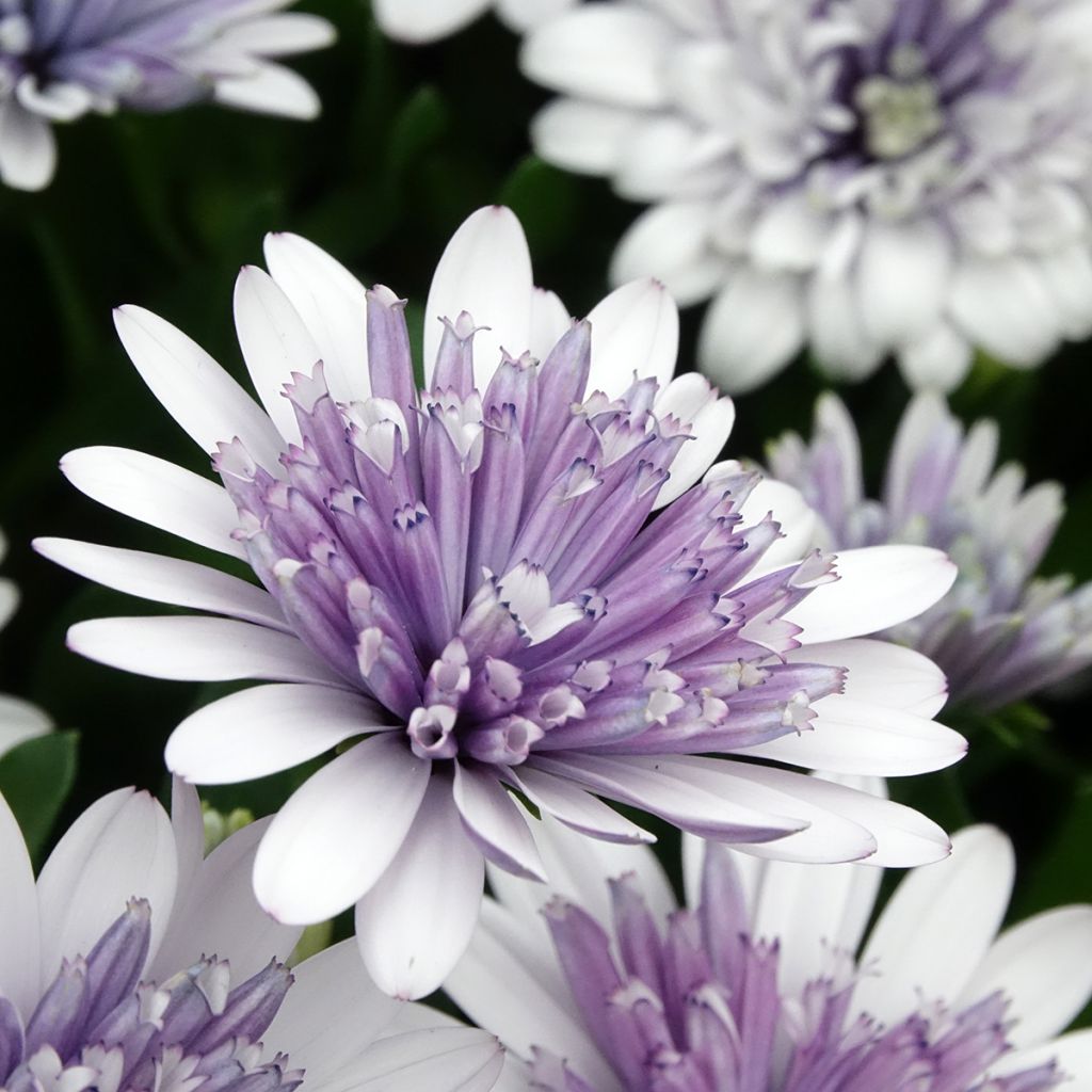 Osteospermum ecklonis 3D Steel Blue - Cape daisy