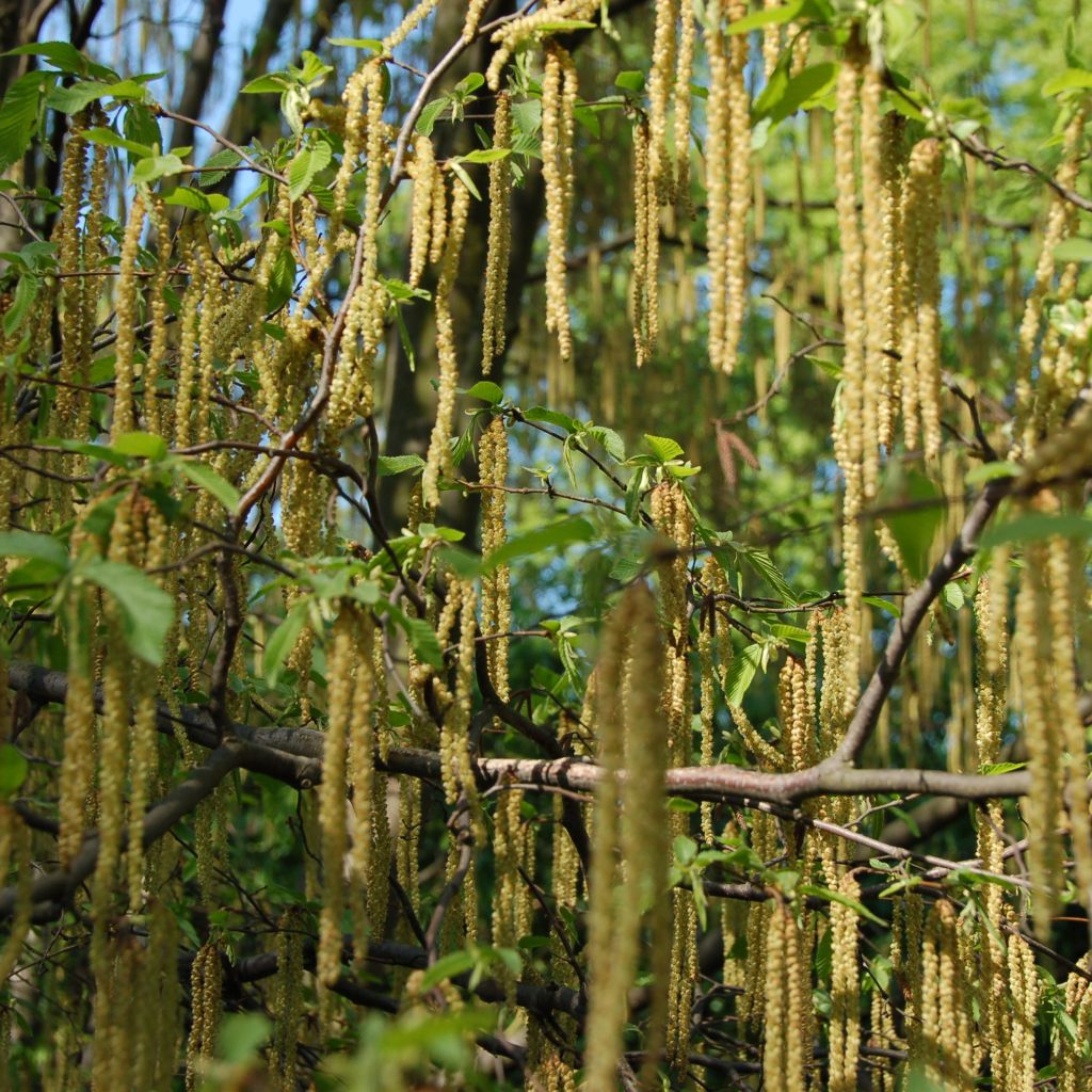 Ostrya carpinifolia