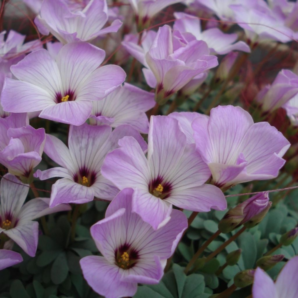 Oxalis adenophylla 