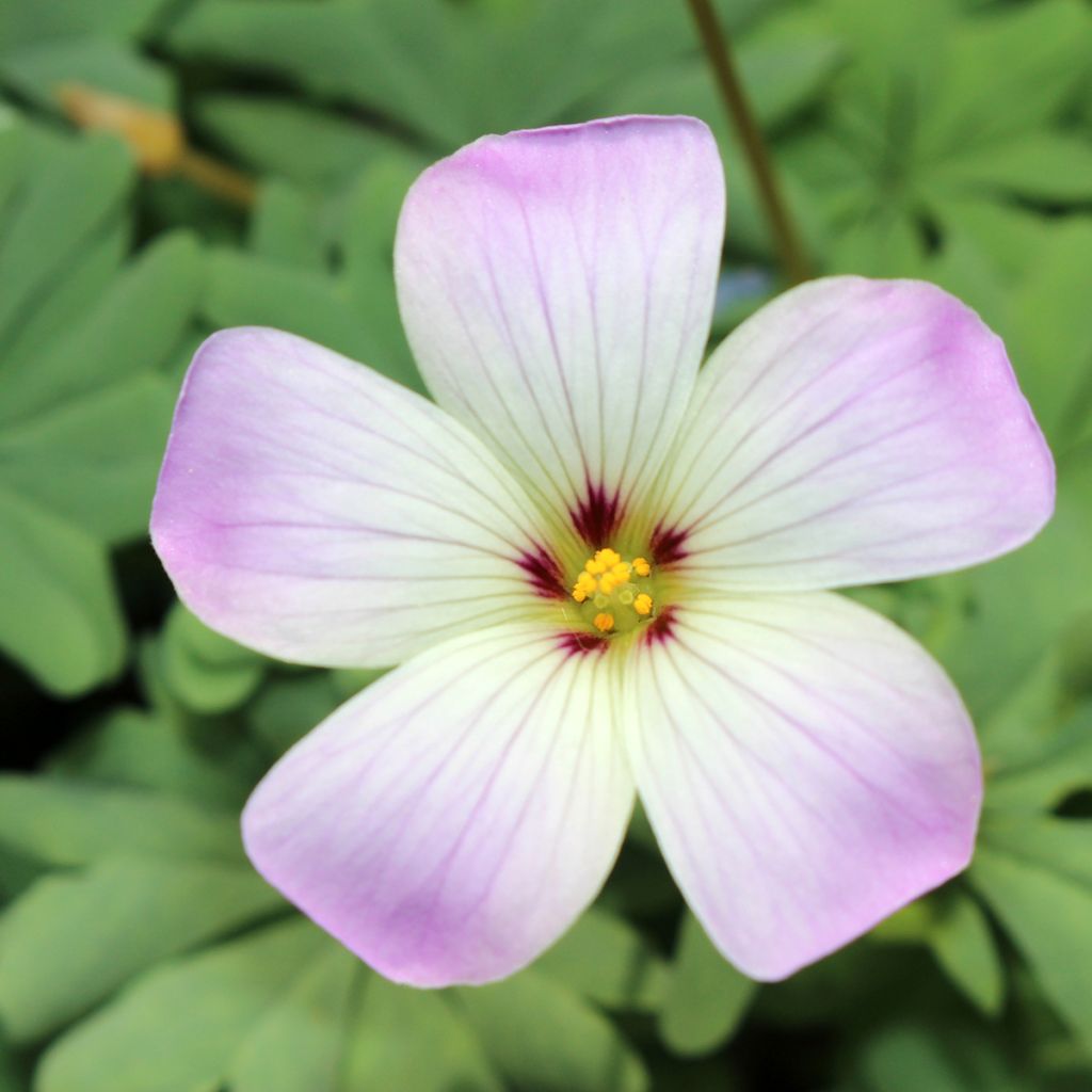 Oxalis adenophylla 