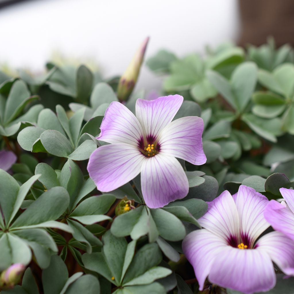 Oxalis adenophylla 