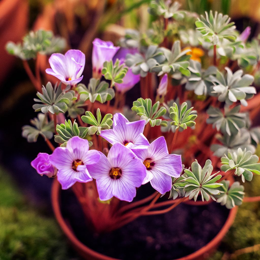 Oxalis adenophylla 