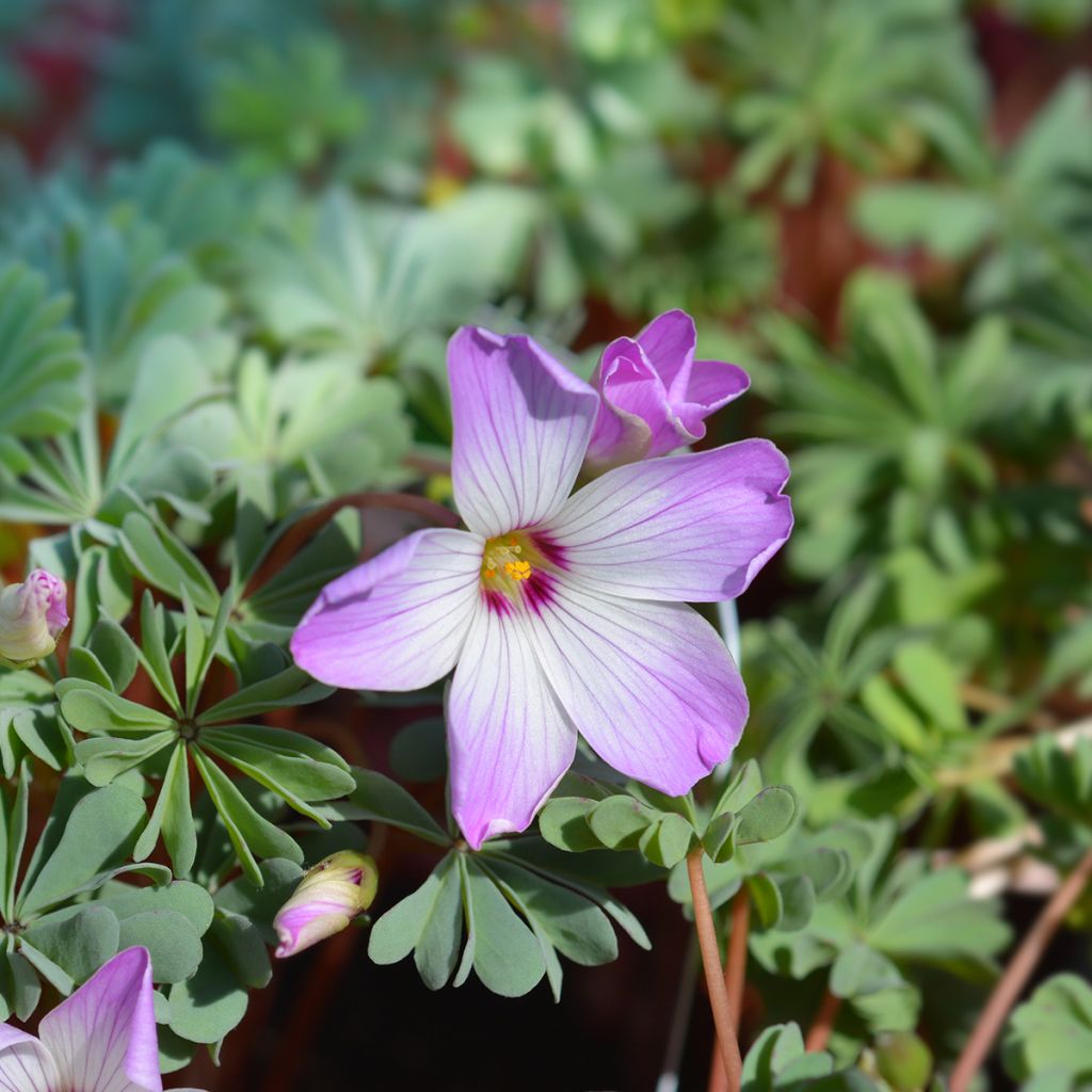 Oxalis adenophylla 