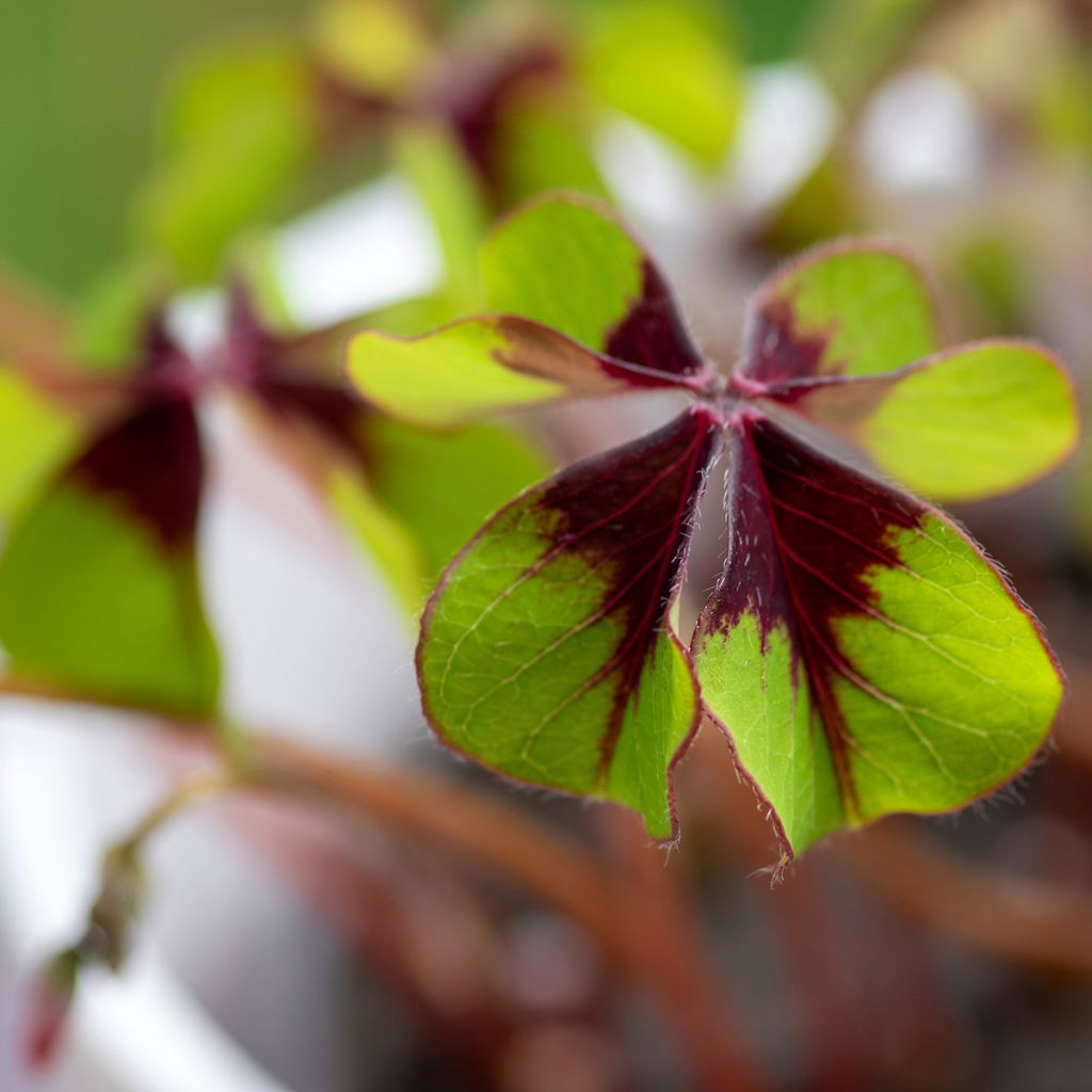 Oxalis deppei