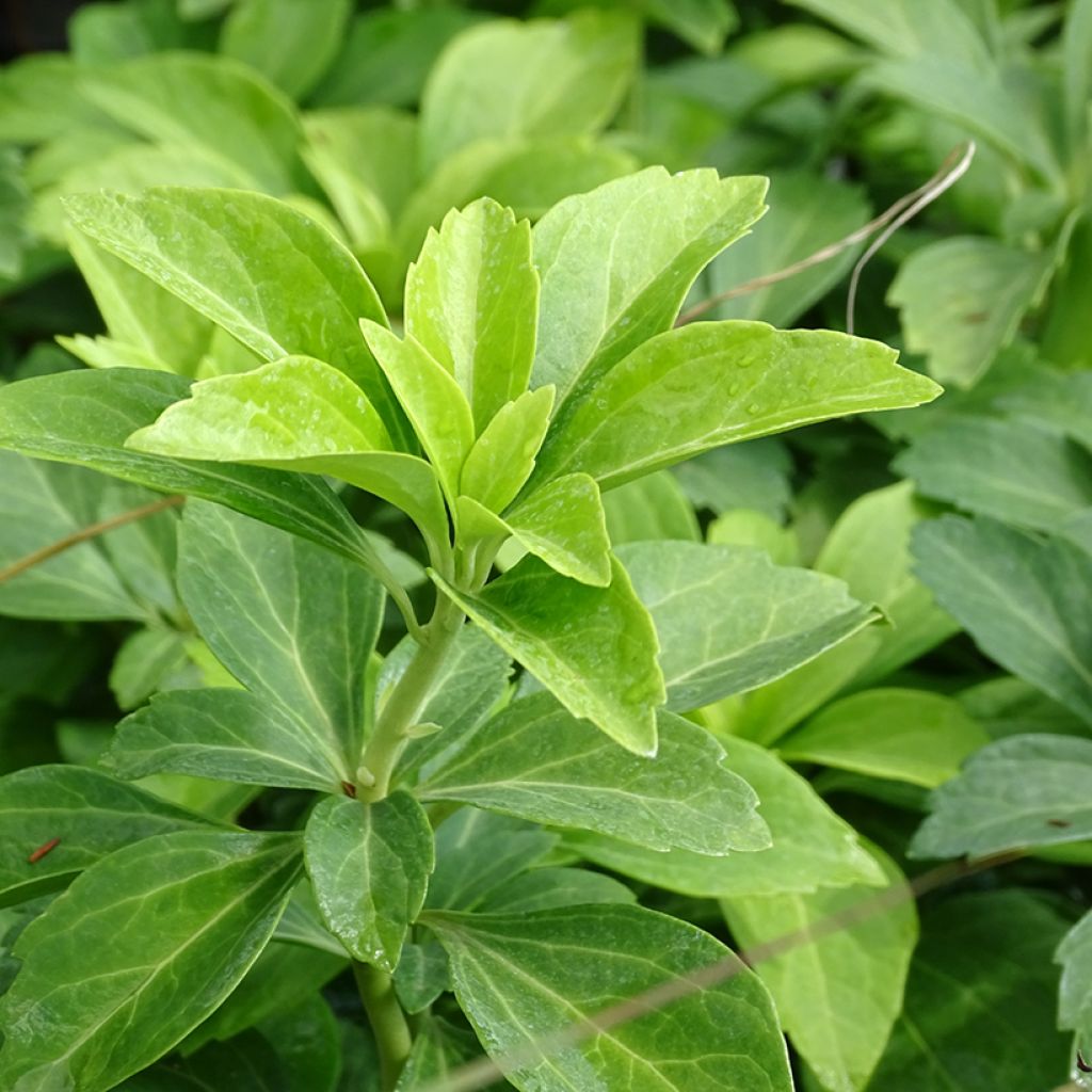 Pachysandra terminalis - Japanese Spurge
