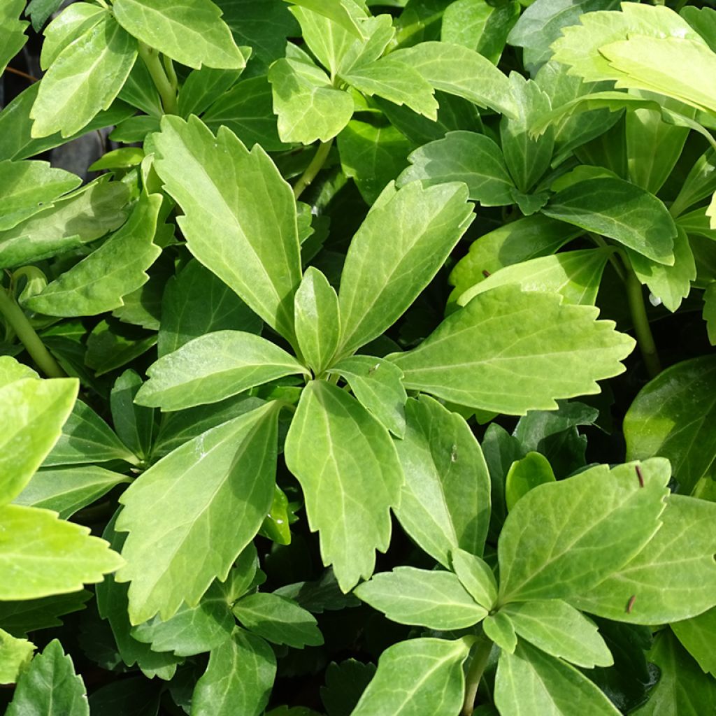 Pachysandra terminalis - Japanese Spurge