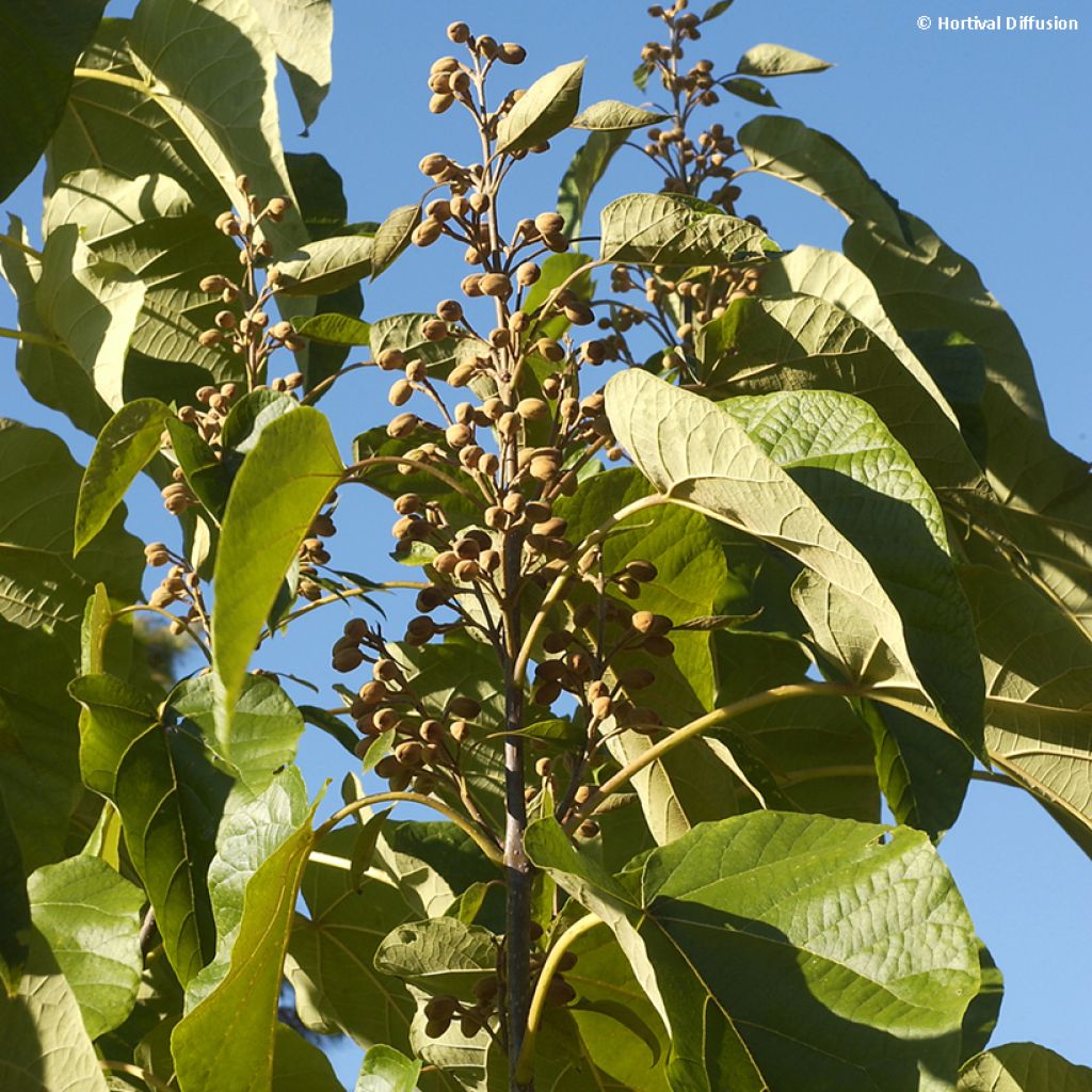 Paulownia fortunei Fast Blue Minfast - Foxglove Tree