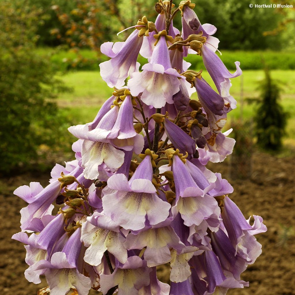 Paulownia fortunei Fast Blue Minfast - Foxglove Tree