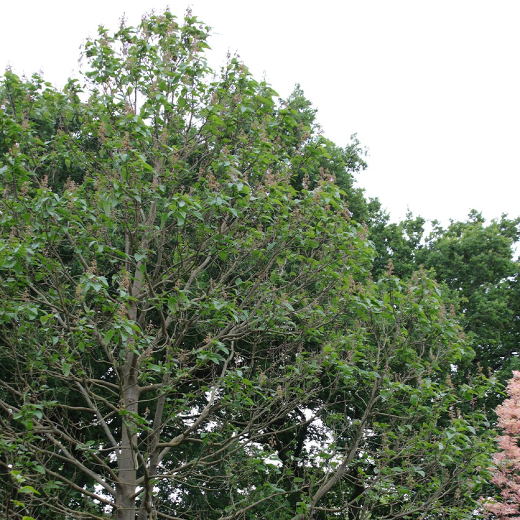 Paulownia fortunei Fast Blue Minfast - Foxglove Tree