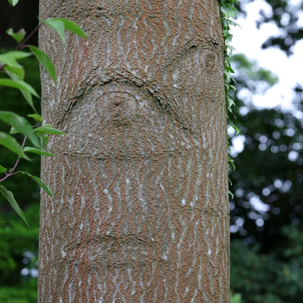 Paulownia fortunei Fast Blue Minfast - Foxglove Tree
