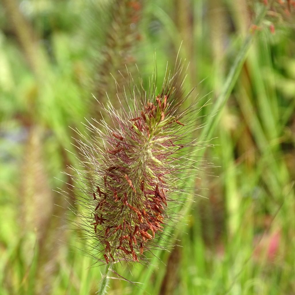 Pennisetum alopecuroïdes Cassian