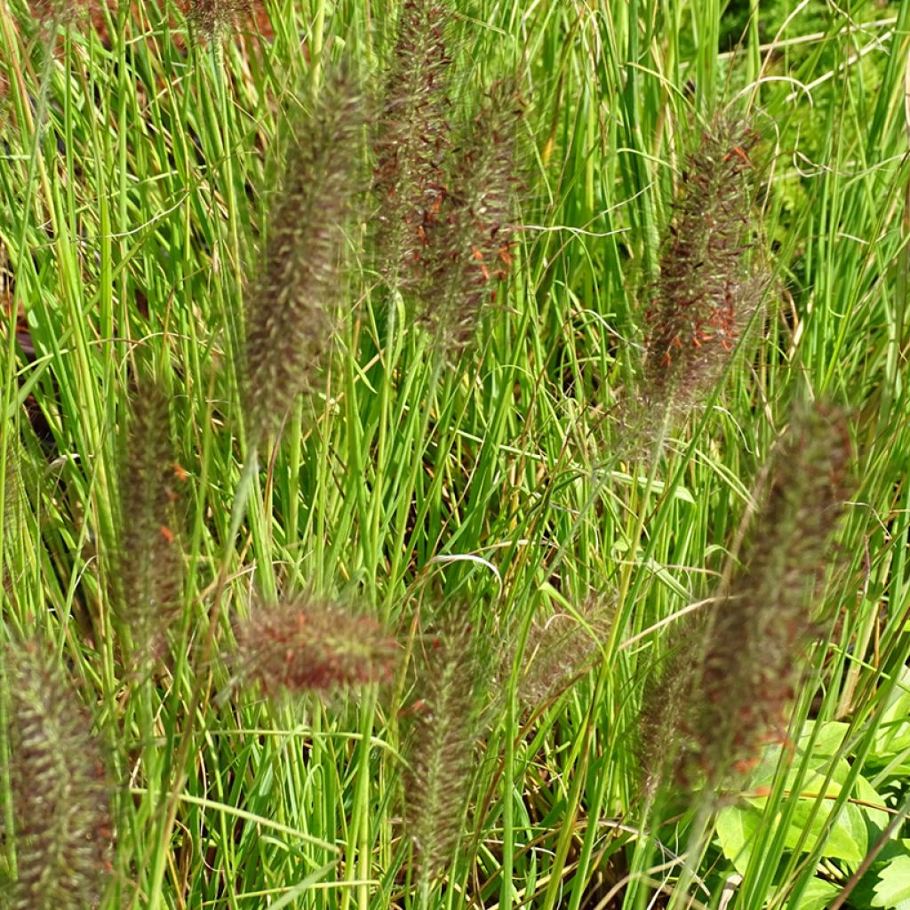 Pennisetum alopecuroïdes Cassian