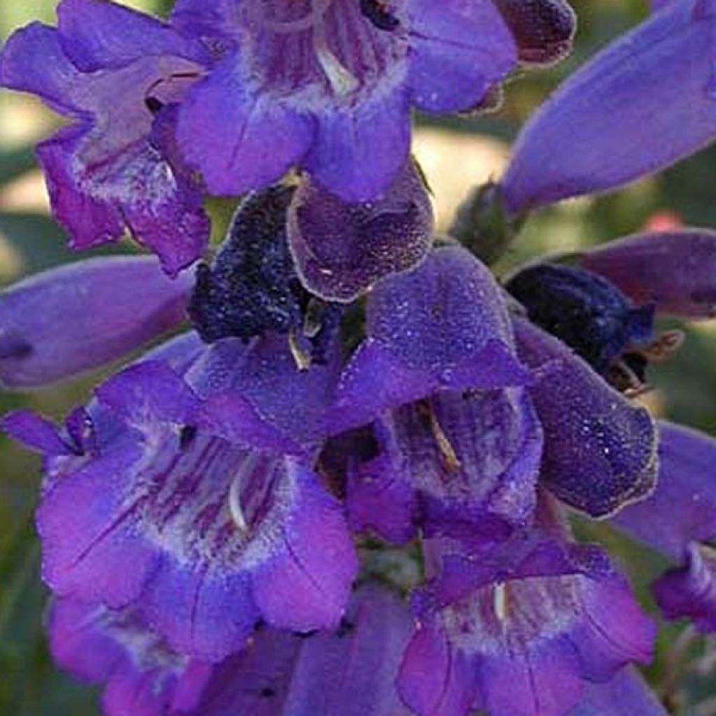 Penstemon Russian River - Beardtongue
