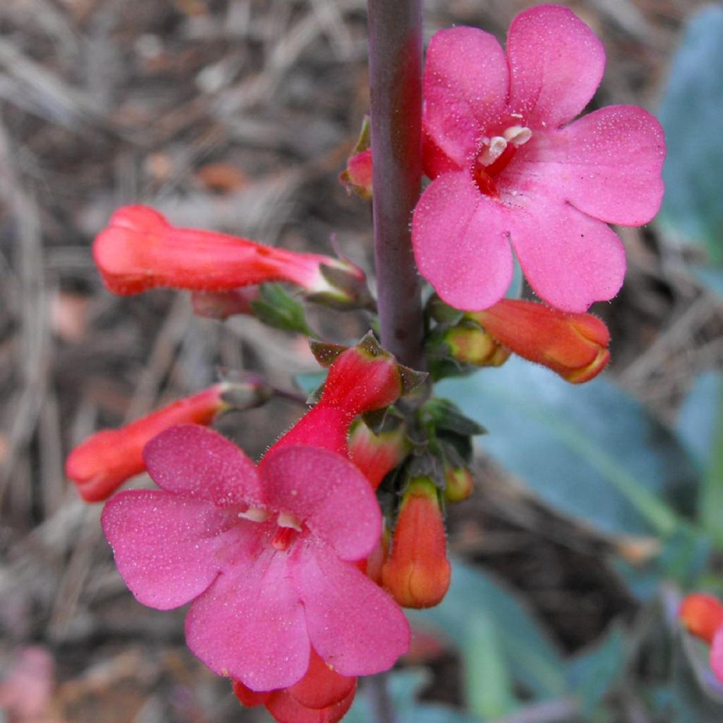 Penstemon superbus 