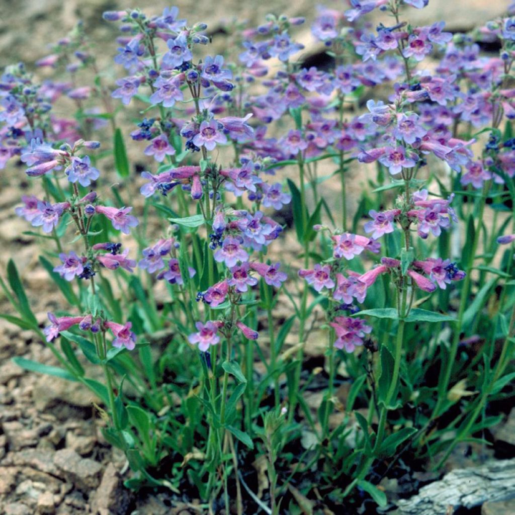 Penstemon virens 