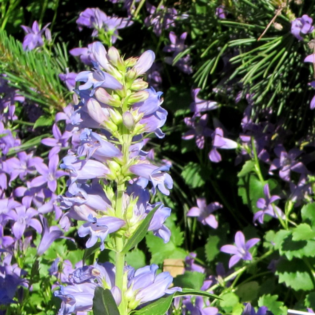 Penstemon virgatus Blue Buckle