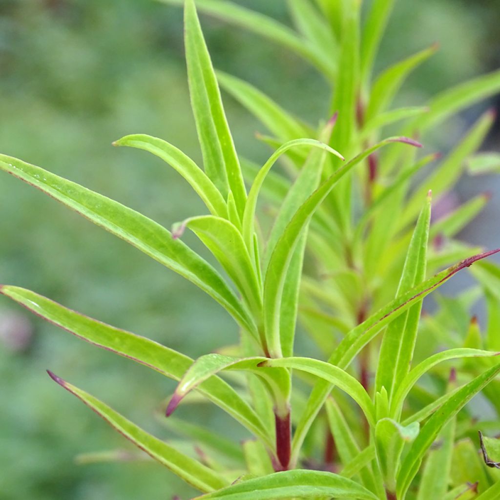 Penstemon Blackbird - Beardtongue