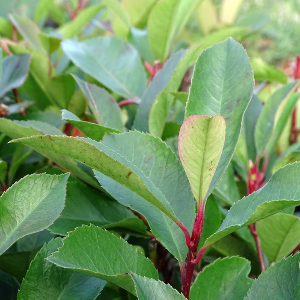 Photinia fraseri Red Robin - Christmas Berry