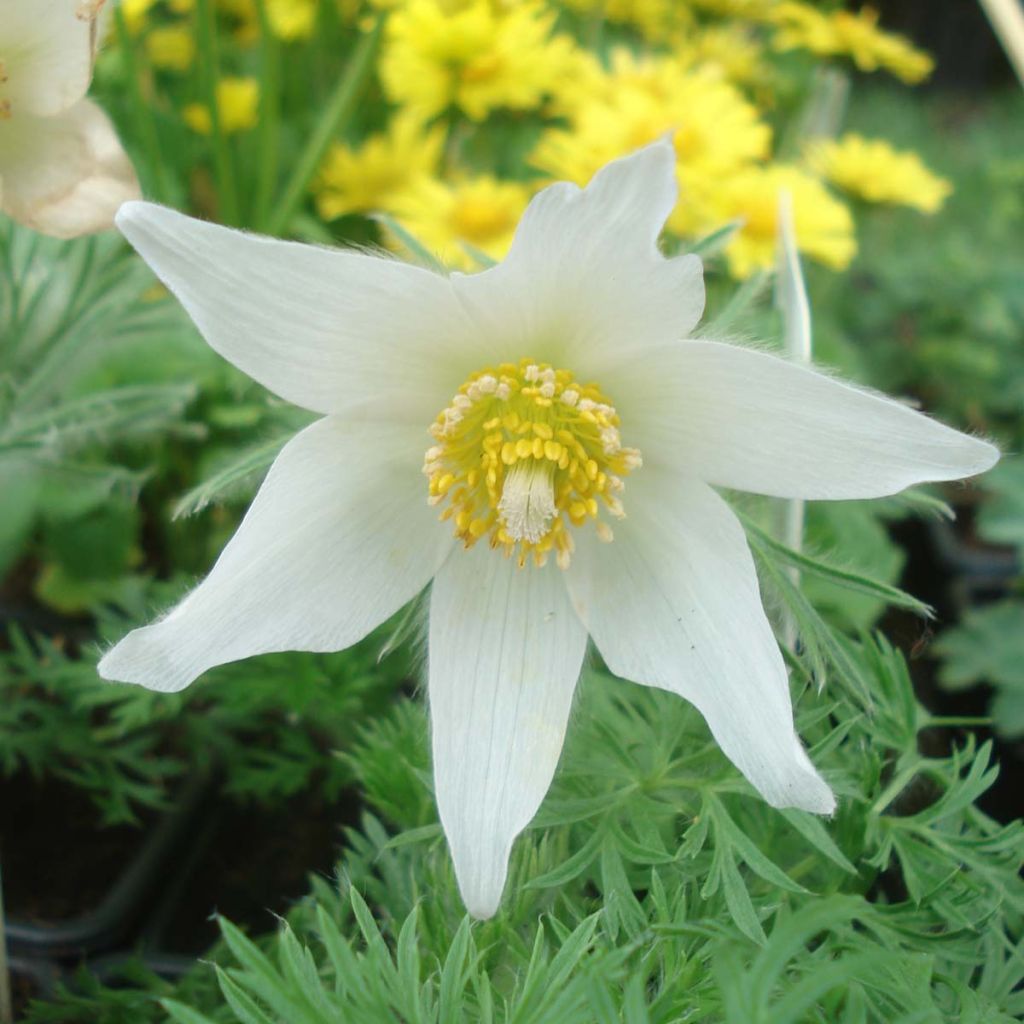 Pulsatilla vulgaris Alba - Pasqueflower