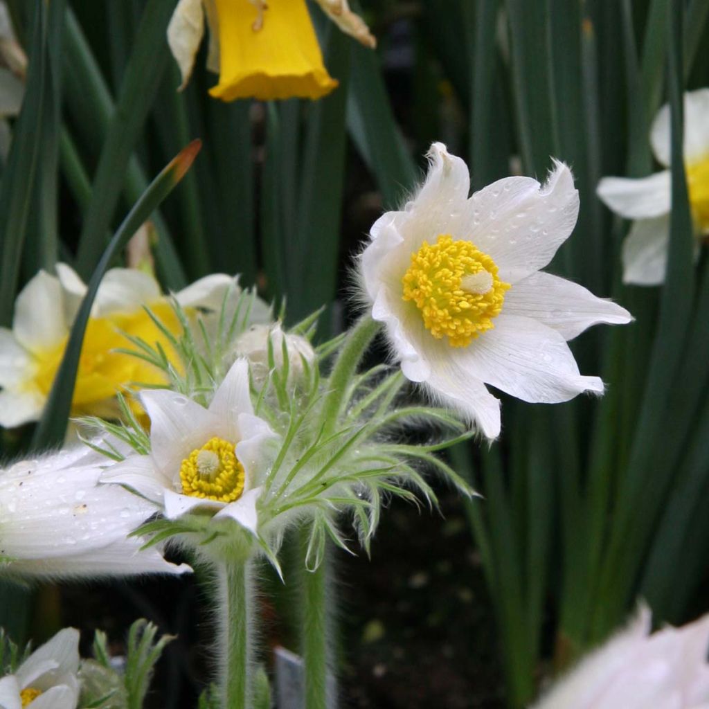 Pulsatilla vulgaris Alba - Pasqueflower