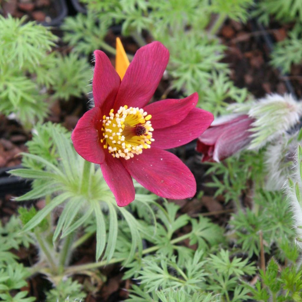 Pulsatilla vulgaris Röde Klokke - Pasqueflower