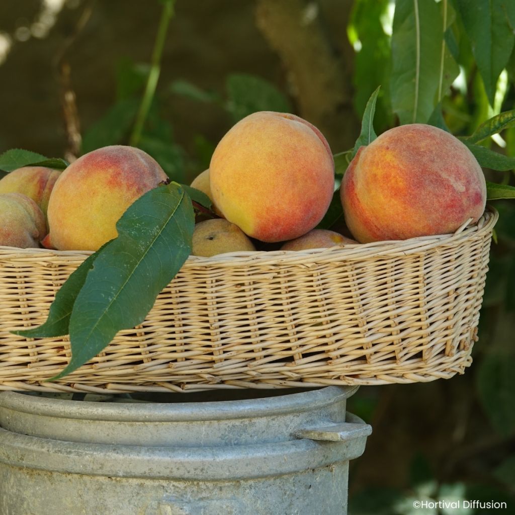 Prunus persica Golden Caesar - Peach tree