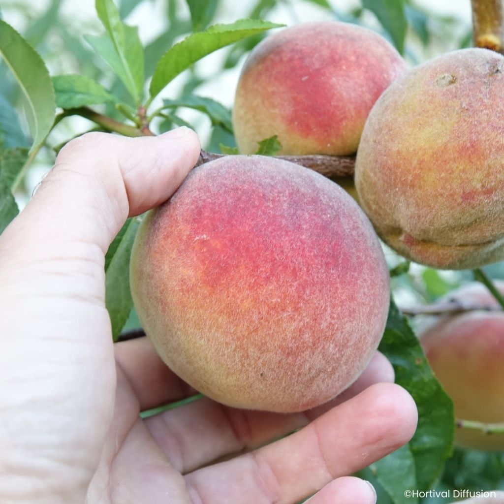 Prunus persica Golden Caesar - Peach tree